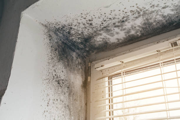 Affordable Crawl Space Mold Removal solutions in Belmont, VA